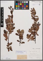 Salix bicolor subsp. basaltica (H. J. Coste) I. V. Belyaeva